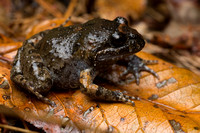 Tusked frog (Adelotus brevis)