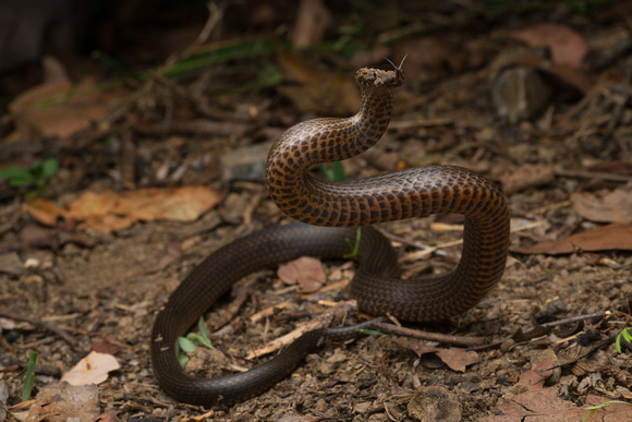 Golden crowned snake (Cacophis squamulosus)