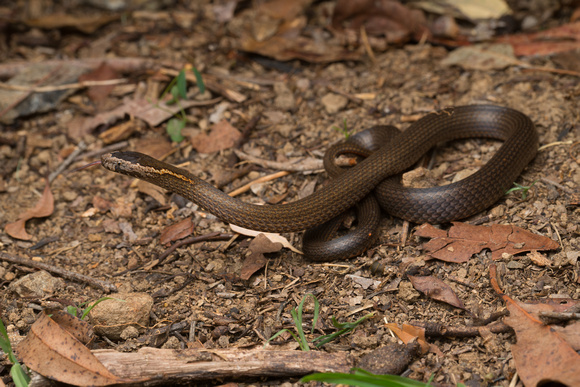 Golden crowned snake (Cacophis squamulosus)
