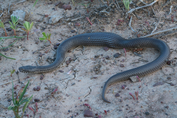 Ornamental snake (Denisonia maculata)
