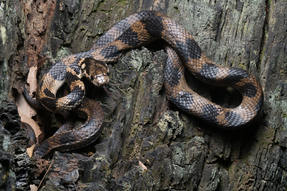 Stephen's banded snake (Hoplocephalus stephensii)