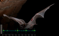 Troughton's sheath tail bat (Taphozous troughtoni) reference cal