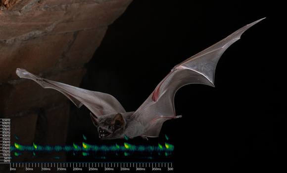 Troughton's sheath tail bat (Taphozous troughtoni) reference cal